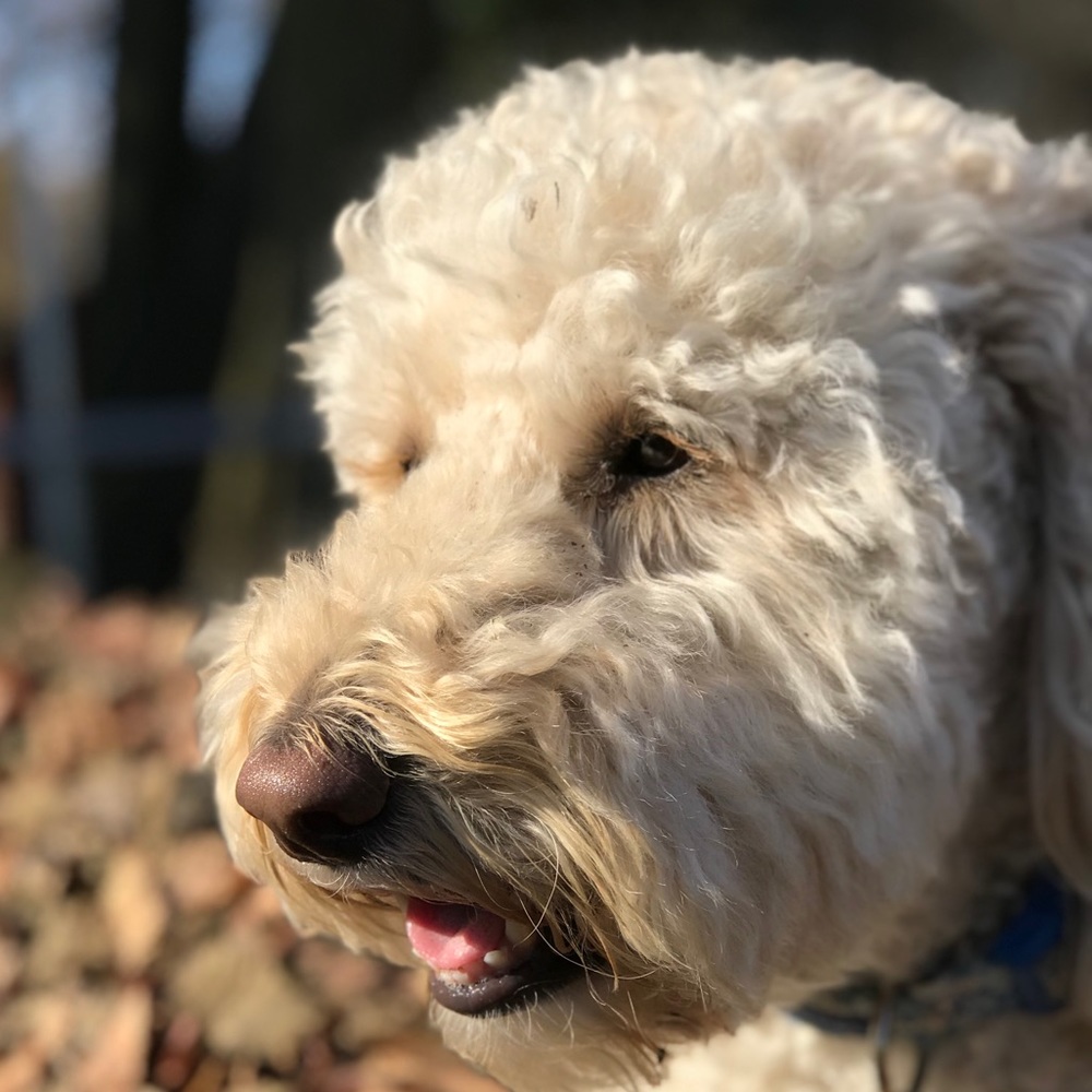 Meet your Posher, Macie